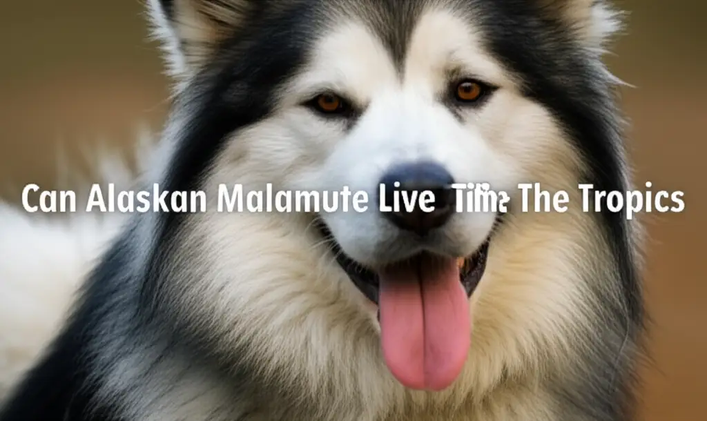 Can Alaskan Malamute Live In The Tropics