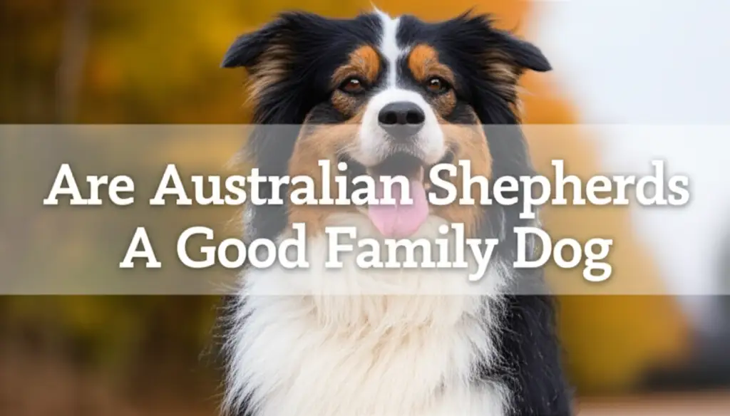 Are Australian Shepherds A Good Family Dog? Discover Their True Nature