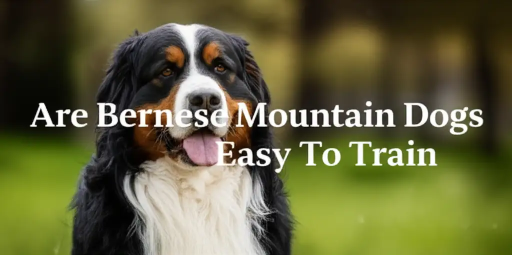 Are Bernese Mountain Dogs Easy To Train