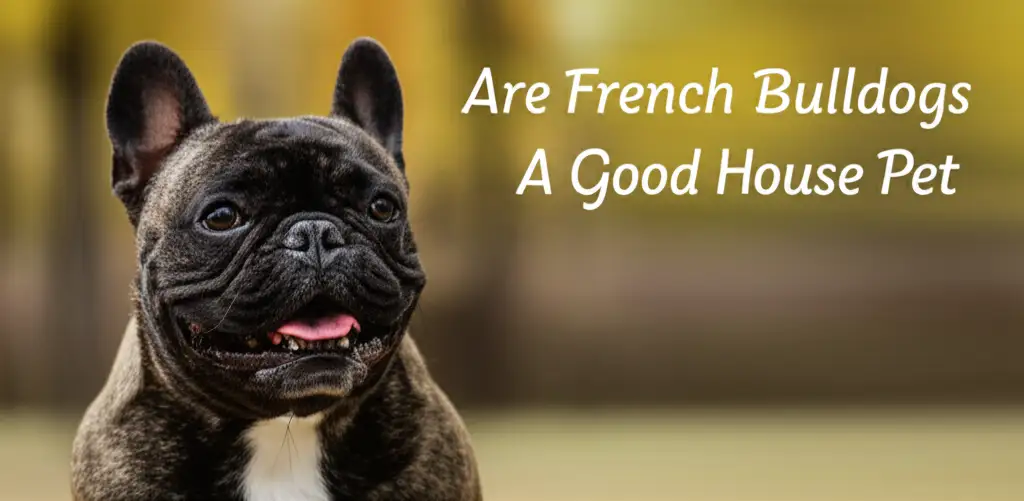 Are French Bulldogs A Good House Pet