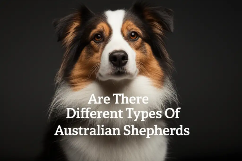 Are There Different Types Of Australian Shepherds