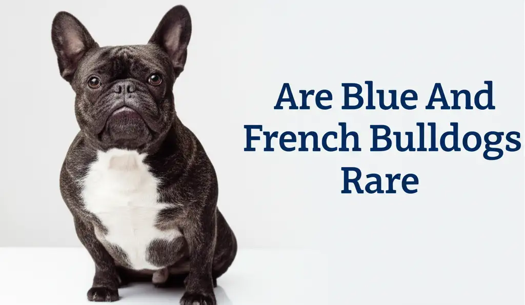Are Blue And White French Bulldogs Rare