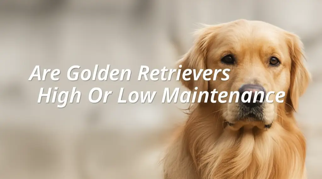 Are Golden Retrievers High Or Low Maintenance