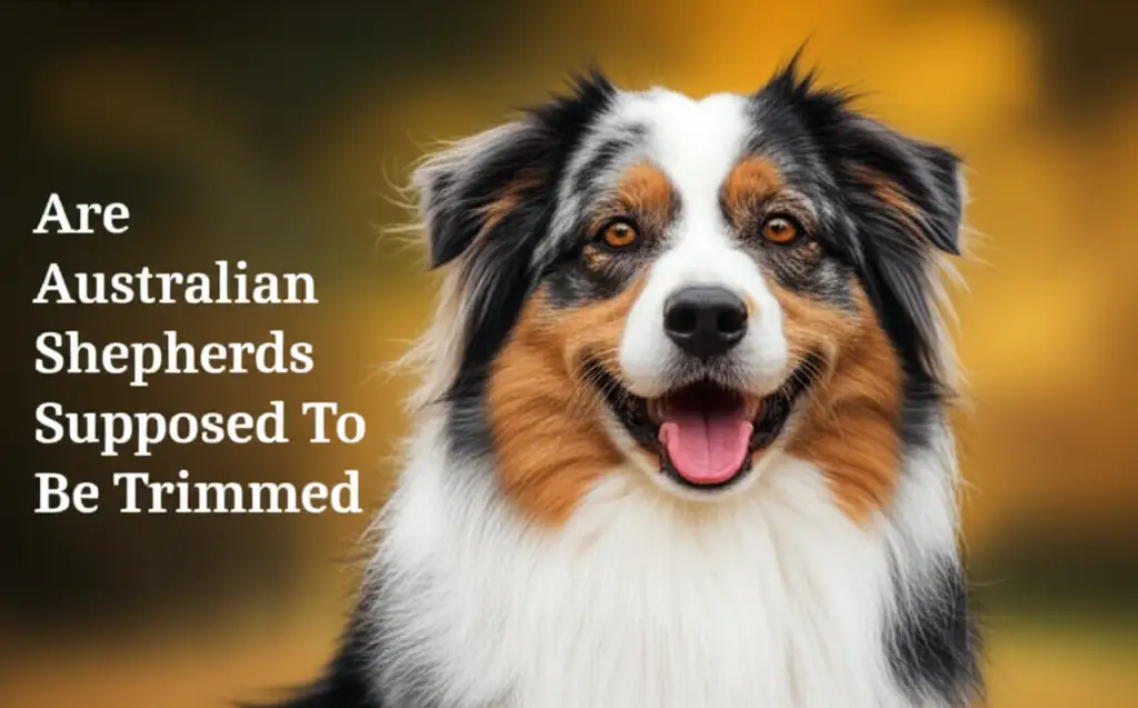 Are Australian Shepherds Supposed To Be Trimmed