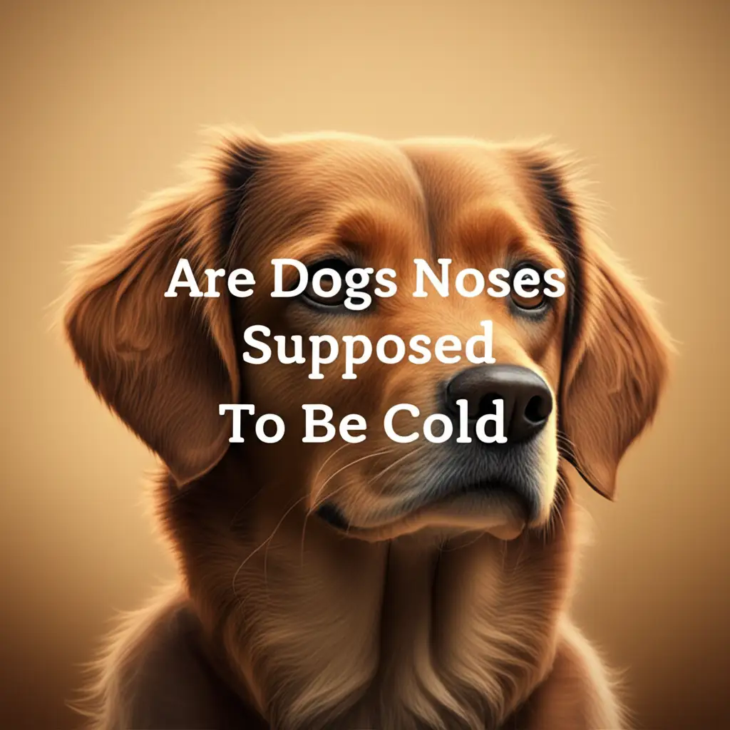 Are Dogs Noses Supposed To Be Cold