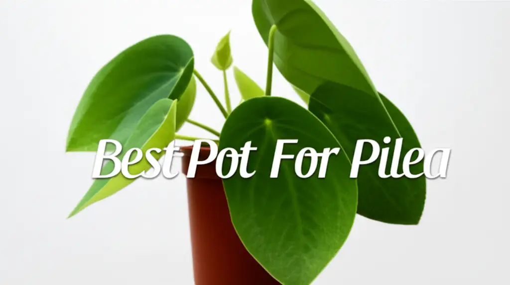 7 Best Pot For Pilea 2025 Your Ultimate Guide