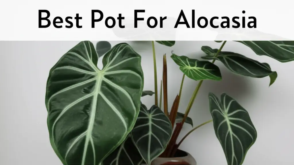 Struggling to find the right home for your Alocasia? We reviewed dozens of options to help you choose the best pot for alocasia, ensuring your plant thrives beautifully.