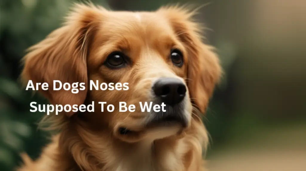Are Dogs Noses Supposed To Be Wet