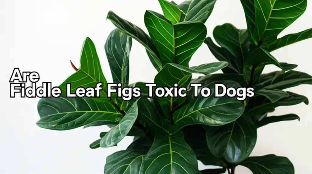 Are Fiddle Leaf Figs Toxic To Dogs