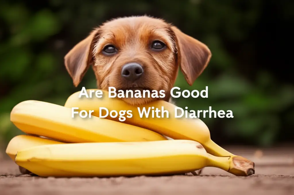 Are Bananas Good For Dogs With Diarrhea