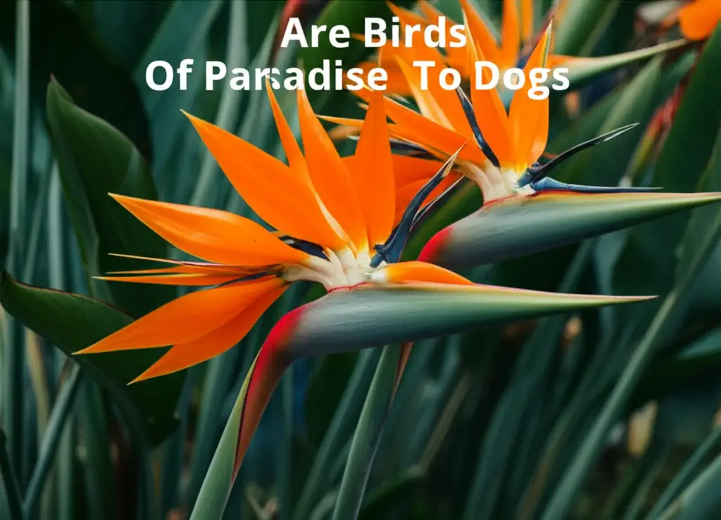 Are Birds Of Paradise Toxic To Dogs