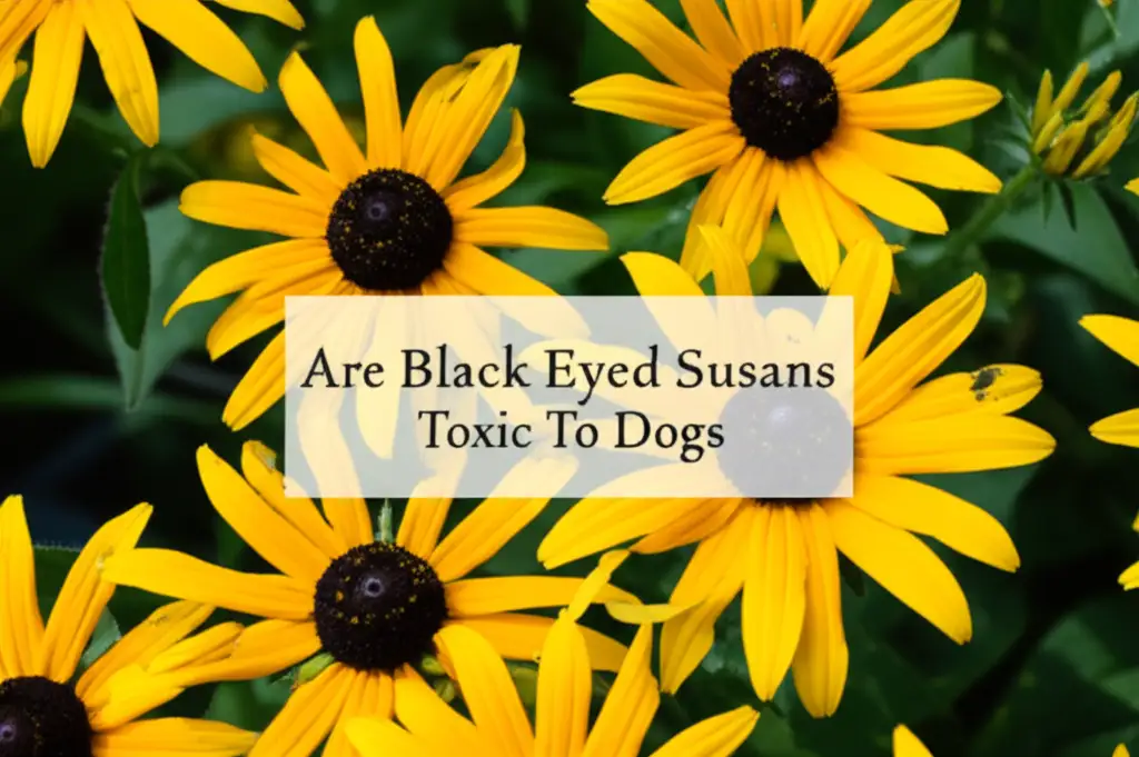 Are Black Eyed Susans Toxic To Dogs