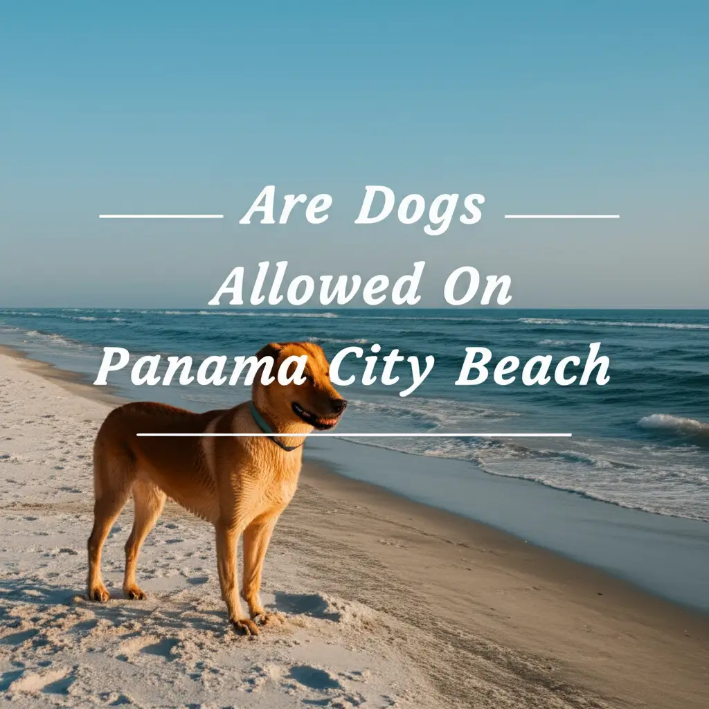 Are Dogs Allowed On Panama City Beach