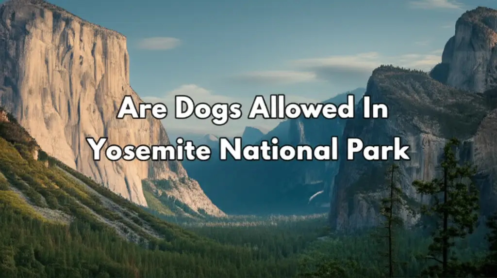 Are Dogs Allowed In Yosemite National Park