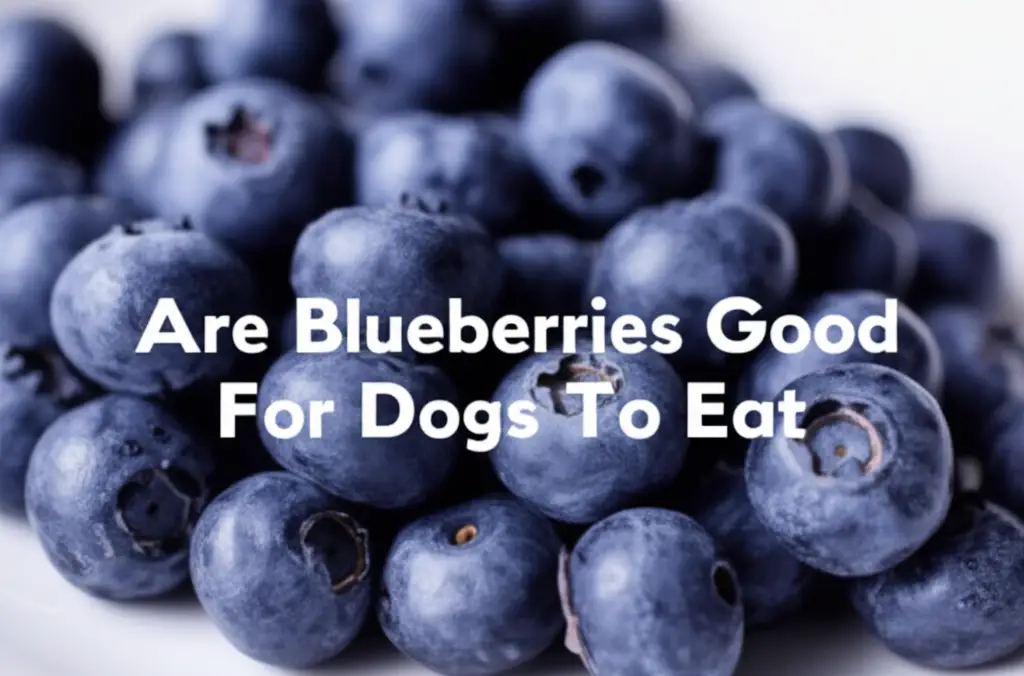 Are Blueberries Good For Dogs To Eat
