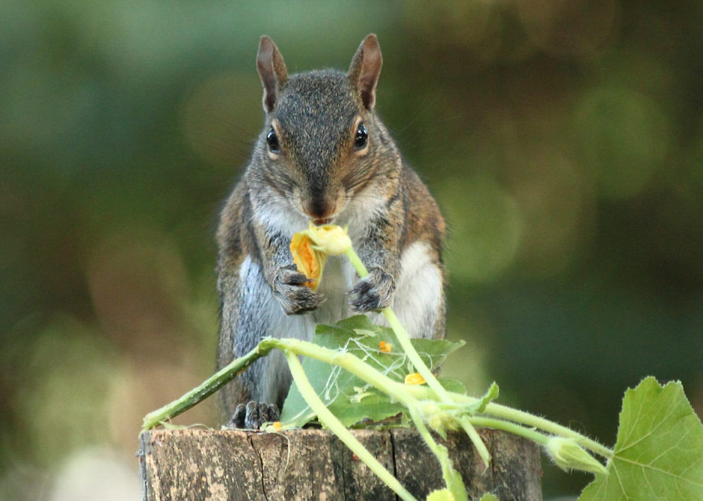 Can Squirrels Eat Cucumber? Surprising Facts Revealed
