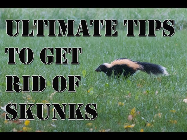 How to Repel Skunks Effective & Natural Solutions