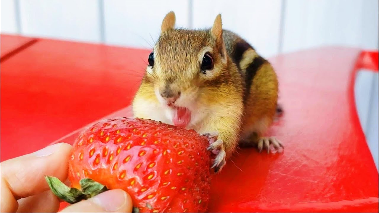 Do Chipmunks Eat Strawberries? Discover the Surprising Truth!