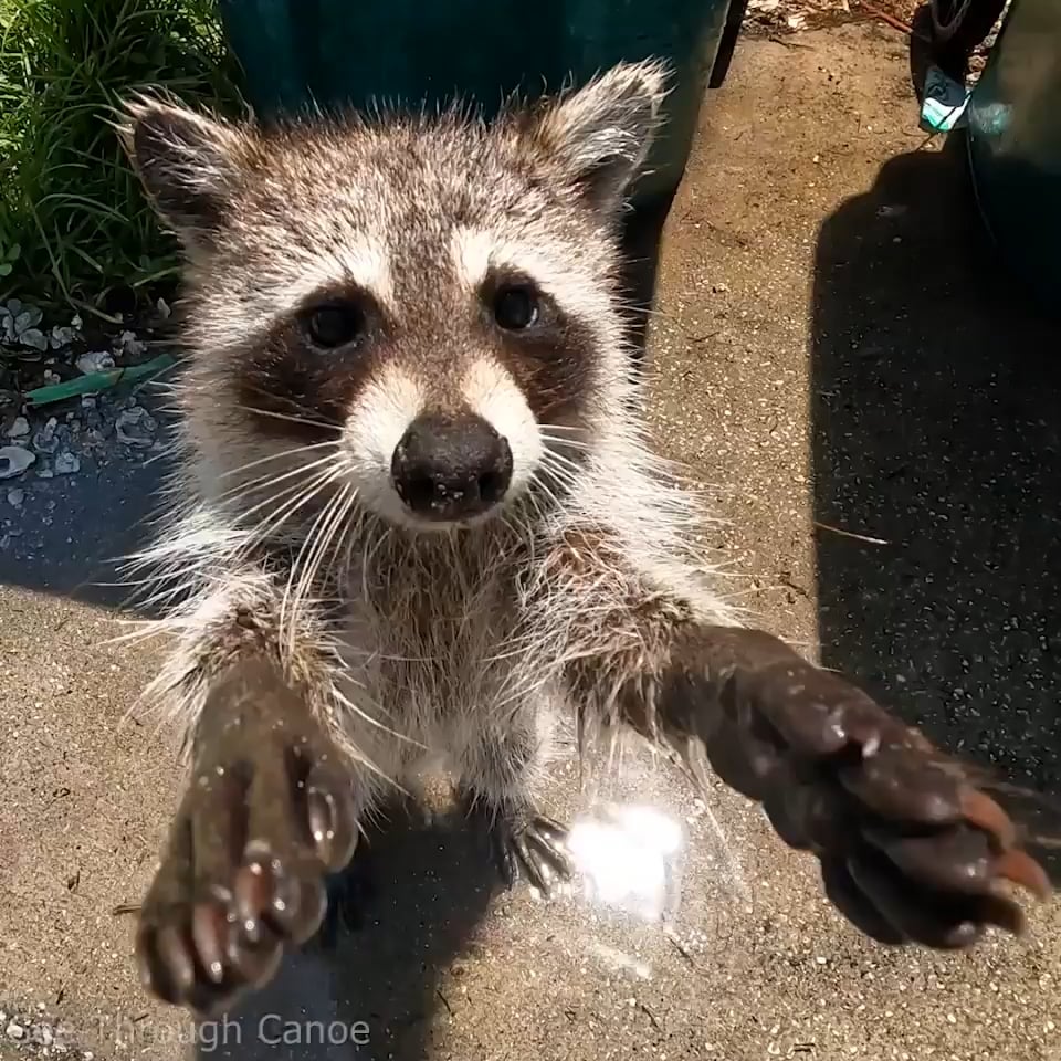 Raccoons are Nocturnal Exploring Their Nighttime Habits