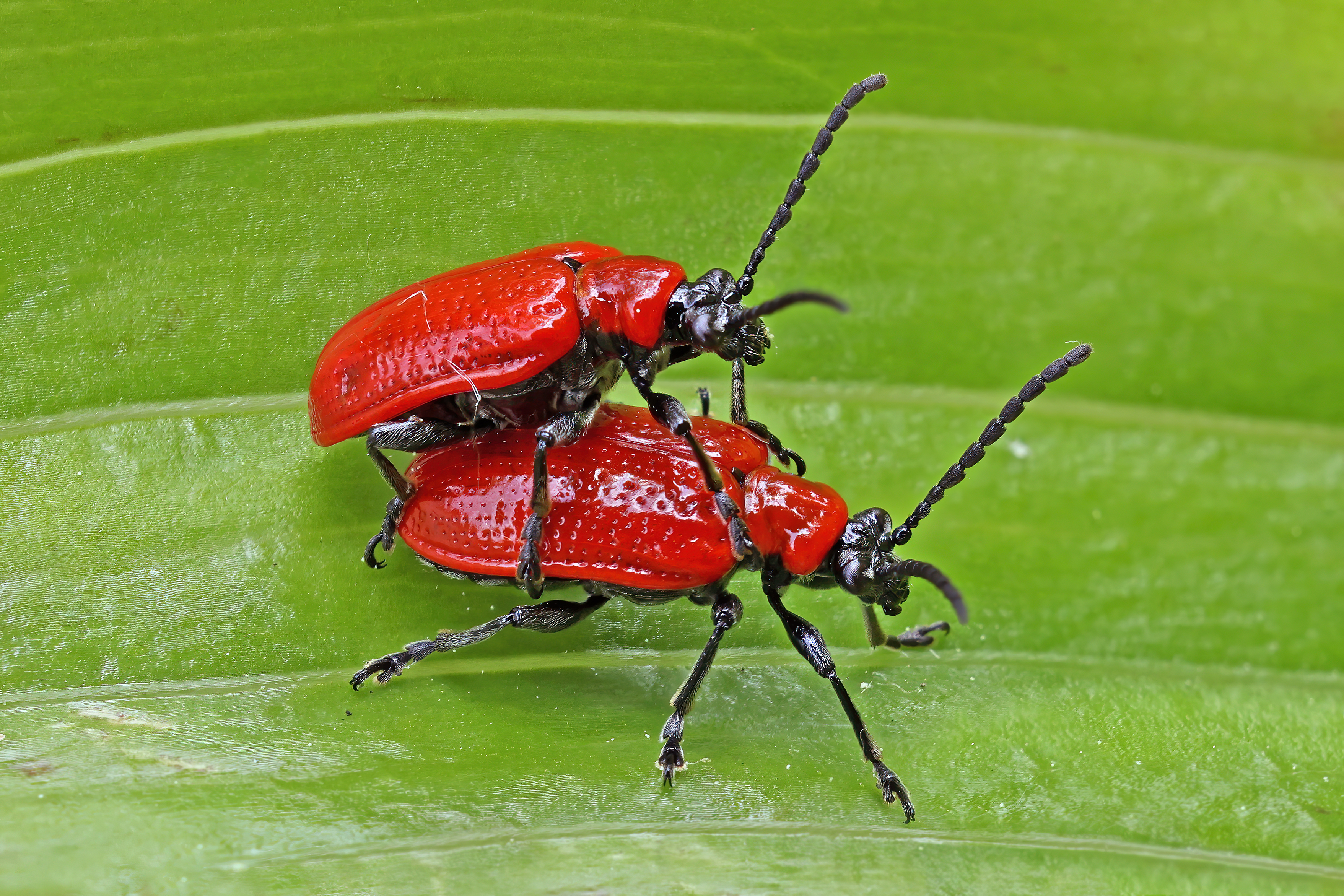 12 Bugs And Insects That Love Eating Lilies And How To Repel Them!