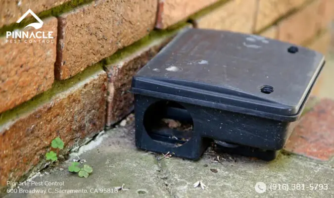 Mouse Traps for Outside Effective Solutions for Outdoor Rodent Control