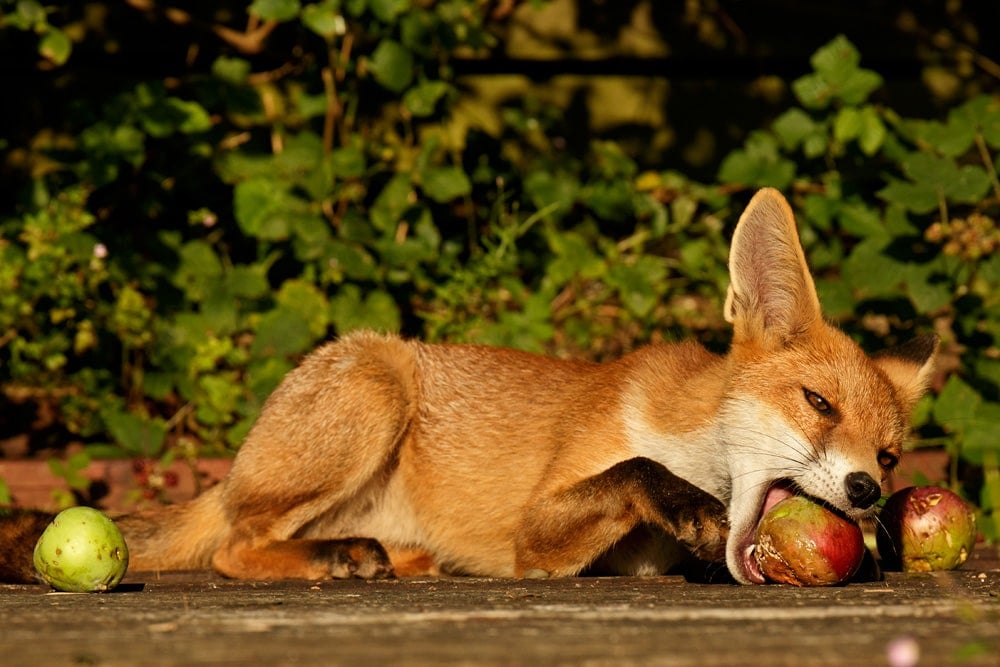 Do Foxes Eat Apples? Discover the Surprising Truth!