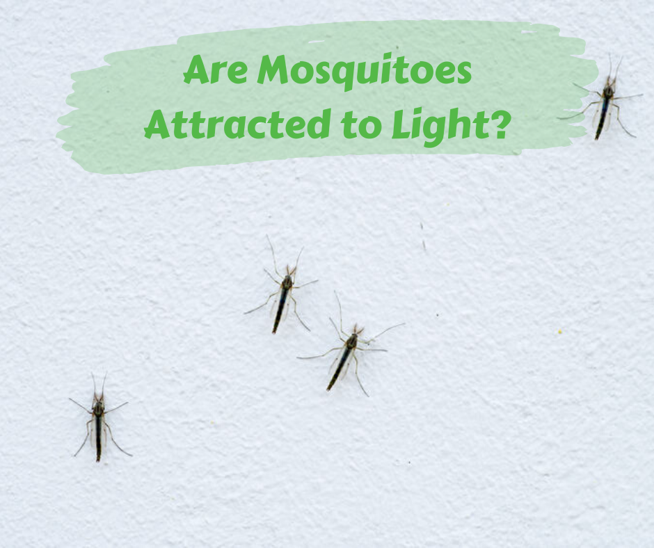 Are Mosquitoes Attracted to Light? Discover the Surprising Truth