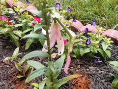 What Animal Eats Lily Flowers Unveiling Nature’s Intriguing Eaters