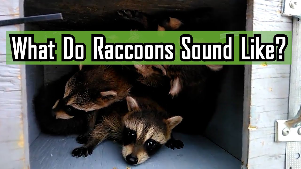 What Noise Does a Raccoon Make Unveiling the Night Sounds