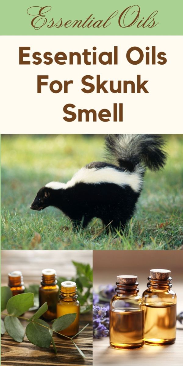 Essential Oils for Skunks Natural Remedies for Odor Control