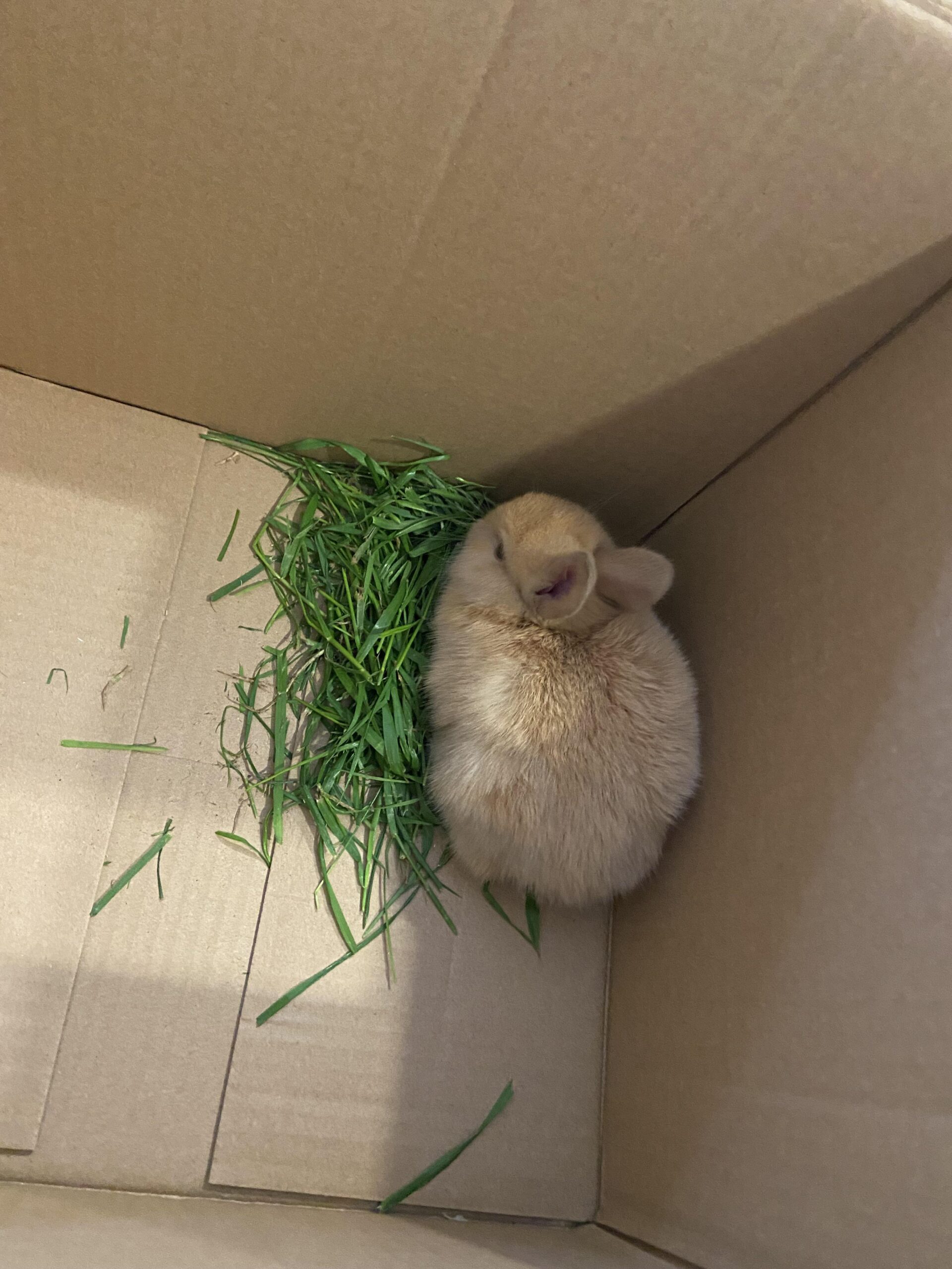 9 Reasons Why You Shouldn’t Keep Coyotes as Pets Crucial Insights