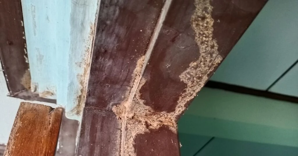 8 Things That Attract Flies To Your Home Uncover the Culprits