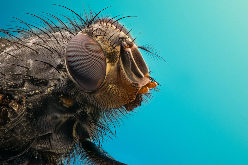 Natural Fly Predators Eco-Friendly Pest Control Solutions