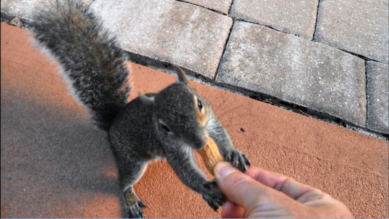 Can You Touch a Squirrel? Tips to Safely Interact with Wildlife