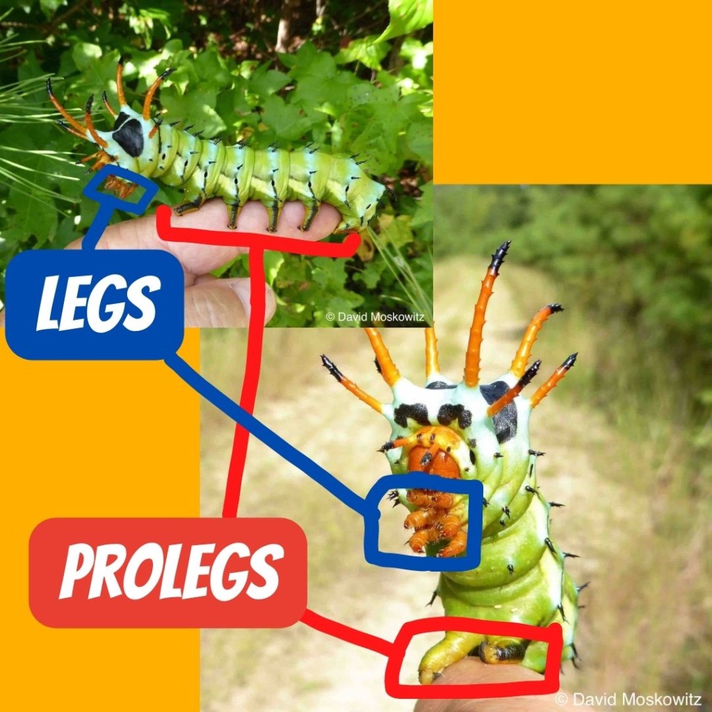 How Many Legs Do Caterpillars Have? Fascinating Facts Unveiled
