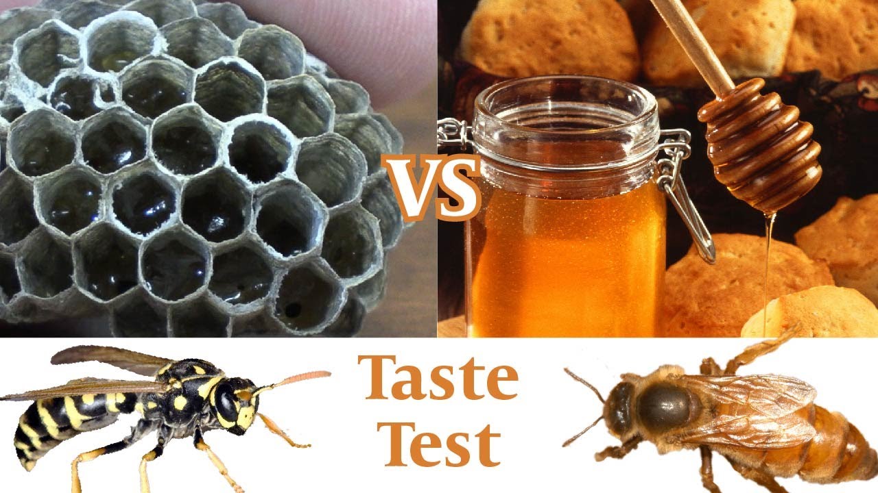 Can Wasp Make Honey Unveiling the Surprising Truth