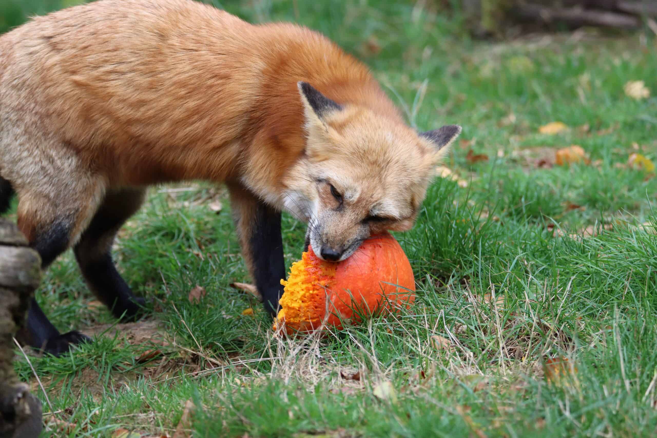 Do Foxes Eat Vegetables? Discover the Surprising Truth
