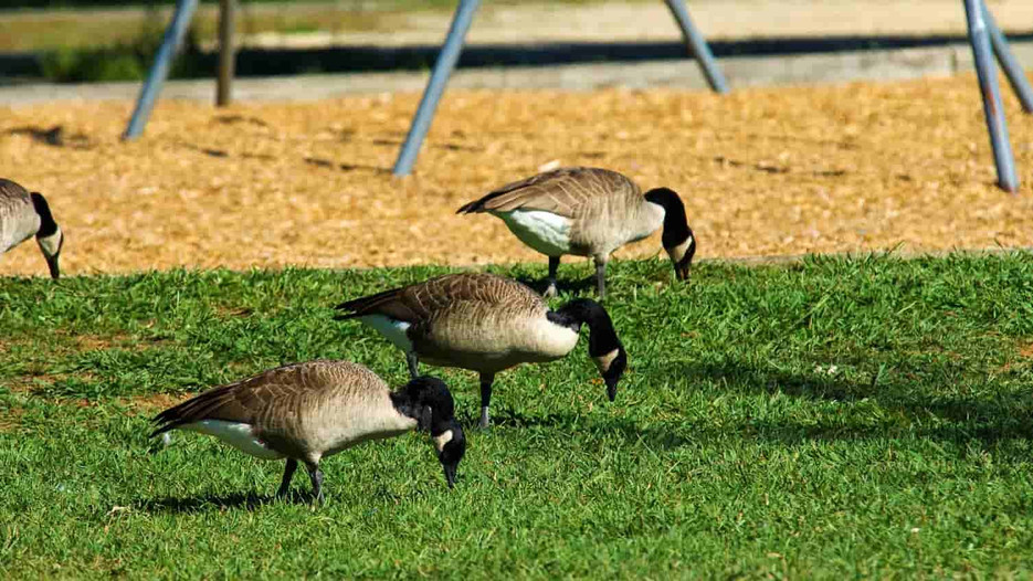 How to Keep Geese Out of Your Yard Effective Tips and Tricks