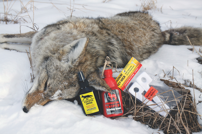 Does Coyote Urine Attract Coyotes Myth or Reality?