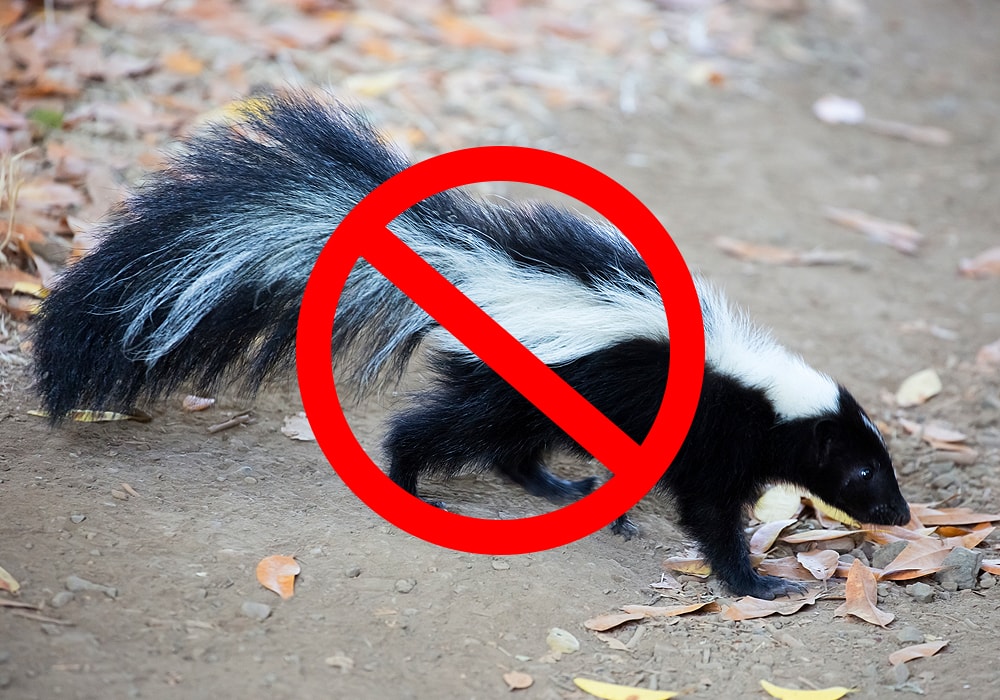 15 Scents That Skunks Hate Effective Repellents for Your Yard