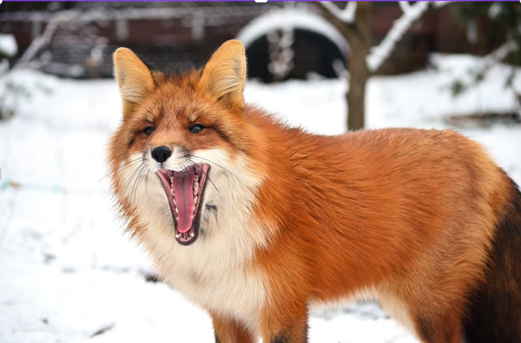 15 Plants That Foxes Eat A Guide to Fox-Friendly Flora
