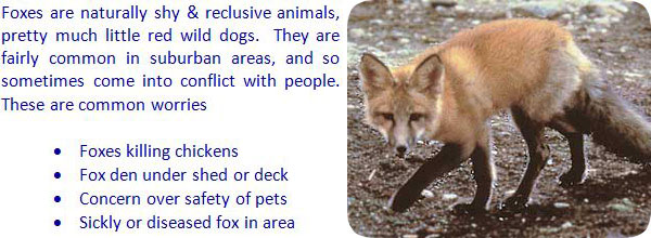 How to Keep Foxes Away from Your House Effective Tips