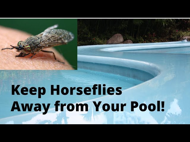 How to Keep Flies Away from Pool Proven Tips and Tricks