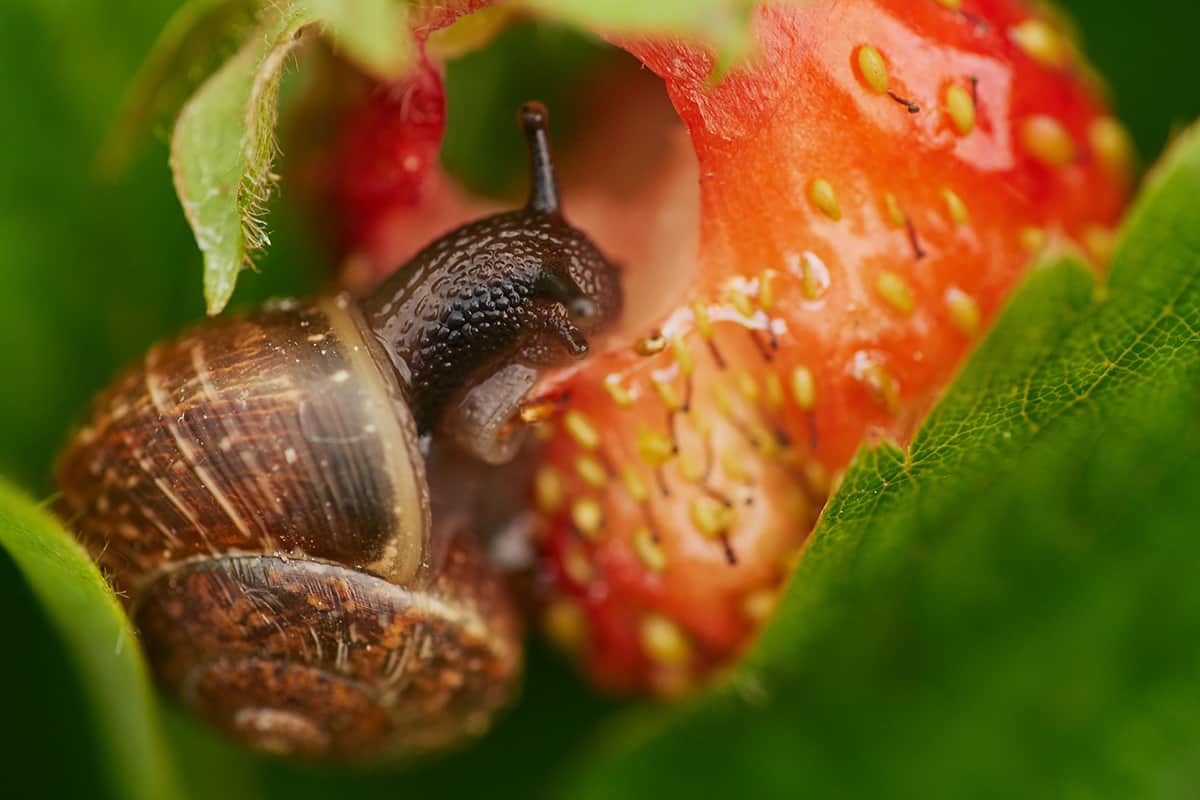 What Bugs Eat Strawberries Protect Your Garden Today
