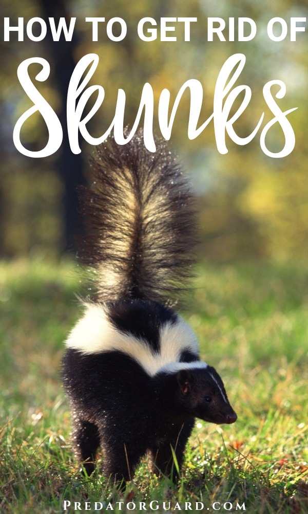 Will Moth Balls Keep Skunks Away Myth or Reality?