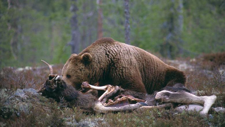 What Animals Do Bears Eat Unveiling Their Diverse Diet