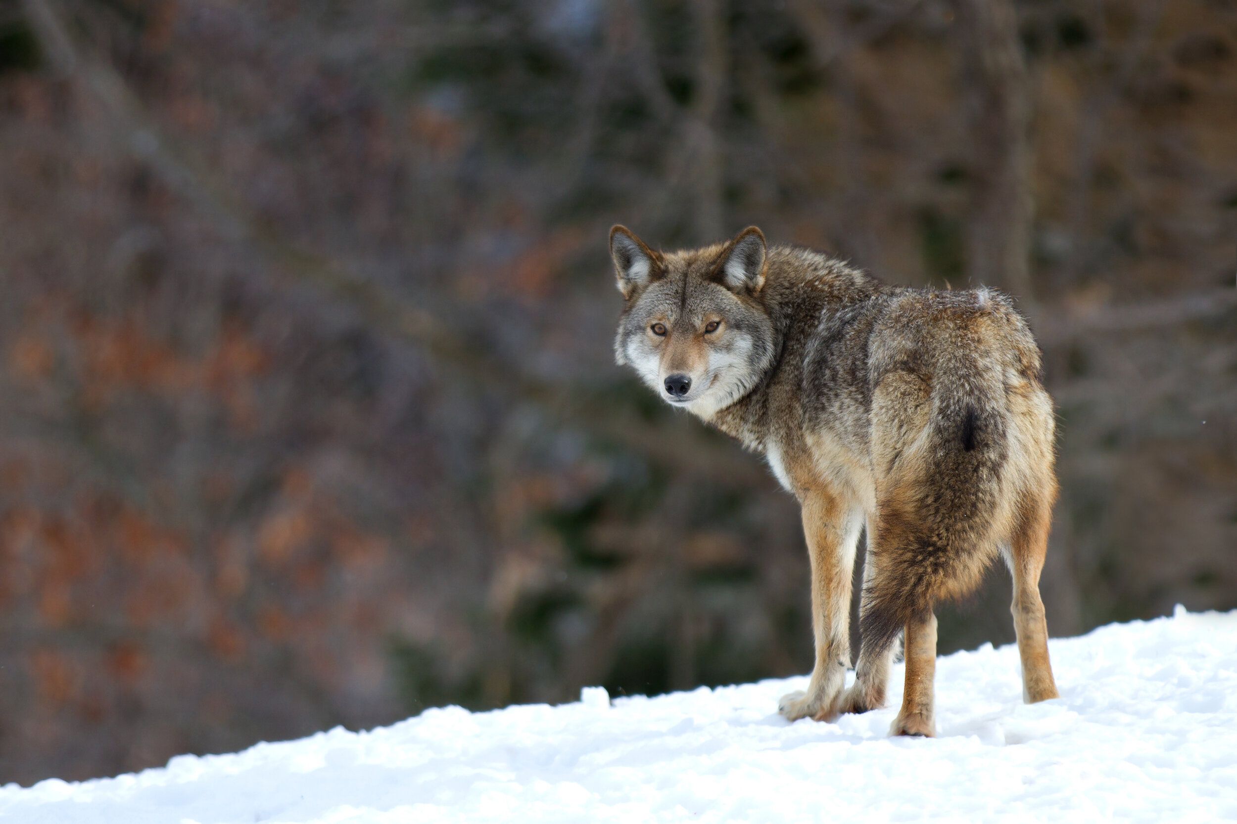 5 Reasons Why Coyotes Hunt In Packs Survival Secrets Revealed