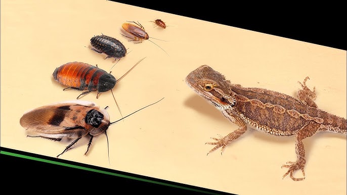 What Animal Eat Cockroaches Nature’s Pest Controllers Revealed