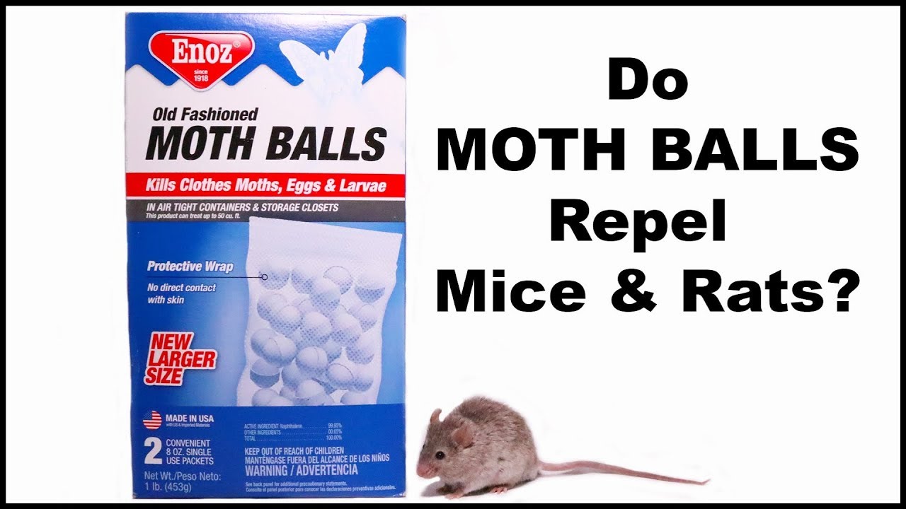 Do Mothballs Keep Mice Away Myth or Reality?