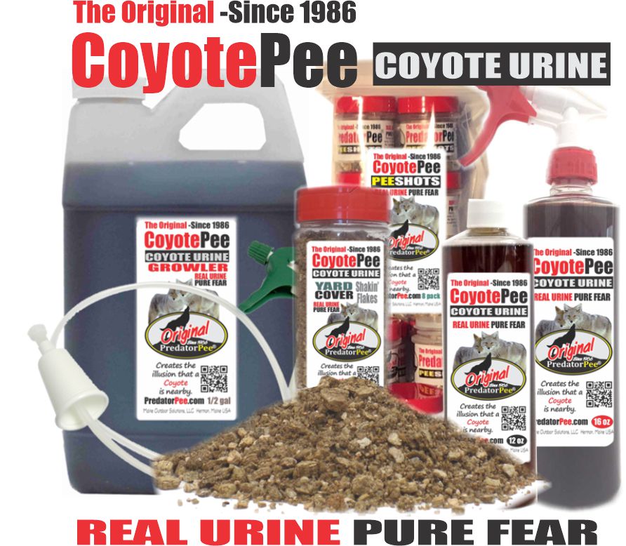 Coyote Urine for Raccoons Natural Deterrent Guide